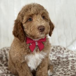 Sailor - Cream male Goldendoodle puppy in Escalon, California from Miley&Co.
