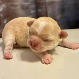 Pearl - Cream female Chihuahua puppy in Chino Valley, Arizona from Lane’s Little Long Coats