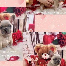 Bulldogs and French Bulldogs from Eclipse Bulldogs