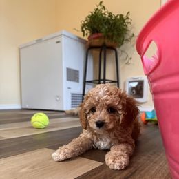 Cavalier King Charles Spaniel and Cavapoo Puppies from PJE Cavs and Poos