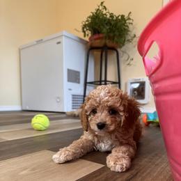Cavalier King Charles Spaniel and Cavapoo Puppies from PJE Cavs and Poos