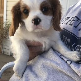 Cavalier King Charles Spaniel Puppies from Christina’s Cavaliers