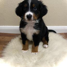 Australian Mountain Doodle, Bernedoodle, and Goldendoodle Puppies from Wynterwood Doodles