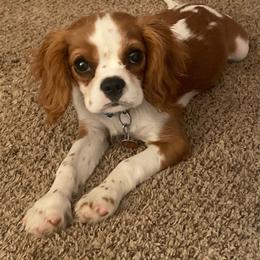 Bugs - Blenheim male Cavalier King Charles Spaniel puppy in Wichita, Kansas from Christina’s Cavaliers