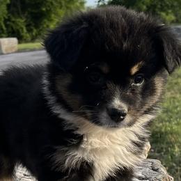 Valerie - Black tri female Miniature Australian Shepherd puppy in Godley, Texas from Nana and Paws Aussies