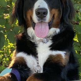 Bernese Mountain Dogs from Hummingbird Berners