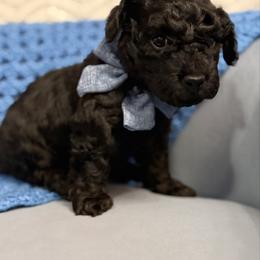 Chuck - Black male Poodle puppy in Greenville, North Carolina from Royal Paws, LLC