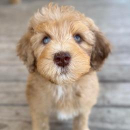 Mojito - Chocolate merle male Bernedoodle puppy in Youngstown, Florida from Wonderland’s Boujie Kennels