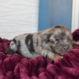 Girl 1 - Blue merle female Miniature Australian Shepherd puppy in Lubbock, Texas from Texas Bluebonnet Herders
