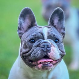 Meryl - French Bulldog