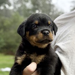 Boy 1 - Black and mahogany male Rottweiler puppy in Gloster, Mississippi from Mississippi Rottweilers