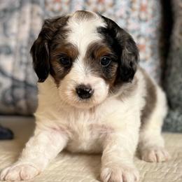 Nate the Great - Merle male Cavapoo puppy in Beckley, West Virginia from By Design Doodles