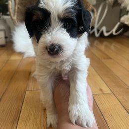 Bernedoodle Puppies from Timber Trail Bernedoodles RI