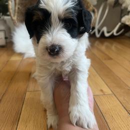 Bernedoodle Puppies from Timber Trail Bernedoodles RI