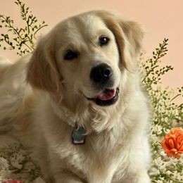 Bella - Golden Retriever