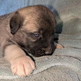 Girl 3 - female Anatolian Pyrenees puppy in Marysville, Ohio from Brotherton Family Farms