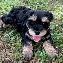 AKC Black and Red female - Black and silver female Miniature Schnauzer puppy in Calhoun, Georgia from The BrickHouse Miniature Schnauzers