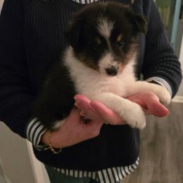 Milo - Black white and tan male Shetland Sheepdog puppy in Lincolnton, North Carolina from Oakview Kennels