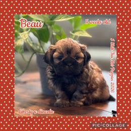 Amos now Beau - Red male Shih Tzu puppy in Beatrice, Nebraska from I Shih Tzu Not Puppies