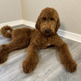 Belle - Goldendoodle