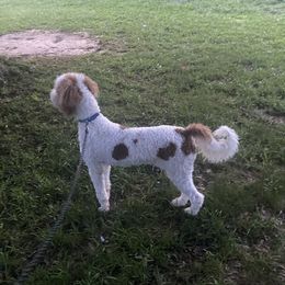Aussiedoodles, Goldendoodles, and Sheepadoodles from The Yuppy Puppy Doodle Company