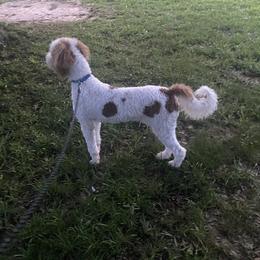 Aussiedoodles, Goldendoodles, and Sheepadoodles from The Yuppy Puppy Doodle Company