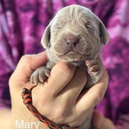 Mary - Silver gray female Weimaraner puppy in Aitkin, Minnesota from Whispering’s GunDogs