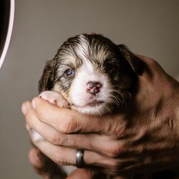 Gabriel - Black and tan male Pembroke Welsh Corgi puppy in South Otselic, New York from Ridge Top Corgis