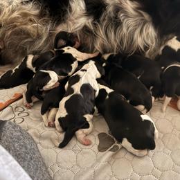 Shuffle - Black white and tan male English Springer Spaniel puppy in Cleburne, Texas from Powers English Springer Spaniels