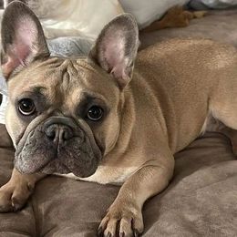 French Bulldog Puppies from Jessicah's Frenchies Michigan's French Bulldog Breeder