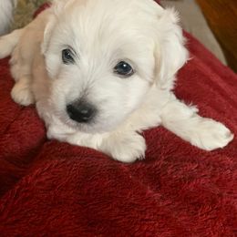 Coton de Tulear Puppies from Pima Coton