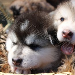 Alaskan Malamute Puppies from Sequoia Timber Malamutes