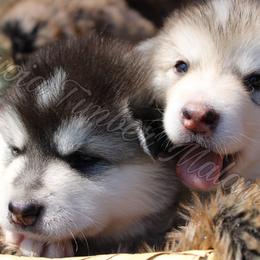 Alaskan Malamute Puppies from Sequoia Timber Malamutes