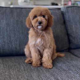Liberty - Red  female Goldendoodle puppy in St George, Utah from Doodle Bears of Southern Utah