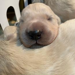 English Setter, Golden Retriever, and Gordon Setter Puppies from Katherine Lirette