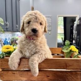 Goldendoodle Puppies from Only Loving Pups