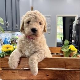 Goldendoodle Puppies from Only Loving Pups