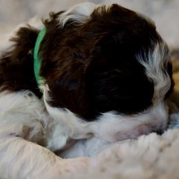 Green Collar - Brown male Lagotto Romagnolo puppy in Lynden, Washington from Northwest Lagotto