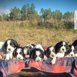 English Springer Spaniel Puppies from 31 Pines Springers & Retrievers