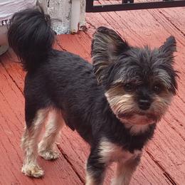 Misha - Yorkshire Terrier