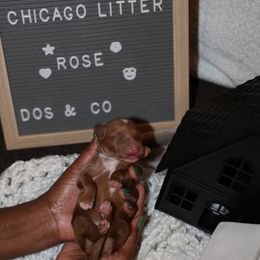 Rose - Goldendoodle puppy from Dos&CoKennels