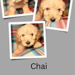 Chai - Apricot female Goldendoodle puppy in Bluefield, Virginia from Love on a Leash