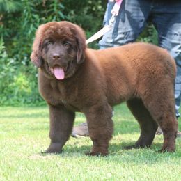Petunia - Brown female Newfoundland puppy in Kimball Twp, Michigan from Pine River Newfoundlands