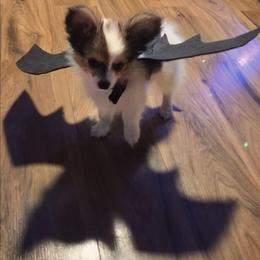 Napoleon (Nippers) - White and sable male Papillon puppy in Mountain Home, Arkansas from King's Papillons