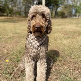Chester - Goldendoodle