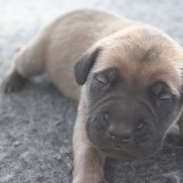 Mastiff Puppies from Fire Creek Mastiffs