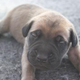 Mastiff Puppies from Fire Creek Mastiffs