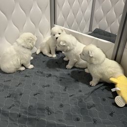 Samoyed Puppies from The Floof Brigade