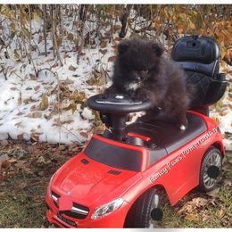 Pomeranian Puppies from Fancy Paws Pomeranian