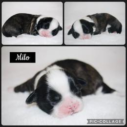 Milo - Sable male Shih Tzu puppy in Pennsylvania from Manor Hills Shih Tzus